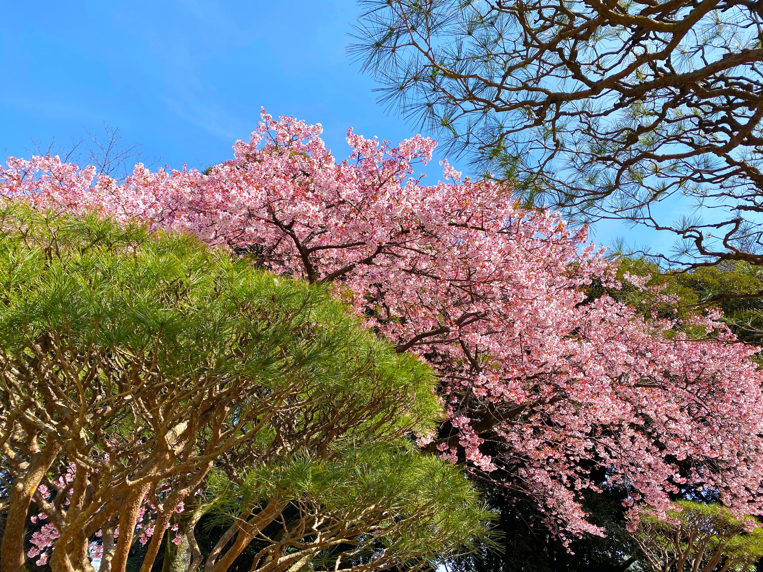 017HOADE_TOKYO